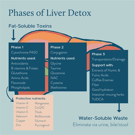 glutathione pronunciation|Detoxification Functions of the Liver .